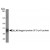 Western Blot: OLLAS Antibody [NBP1-06713] - Western Blot on OLLAS tagged SFO-p41 protein.